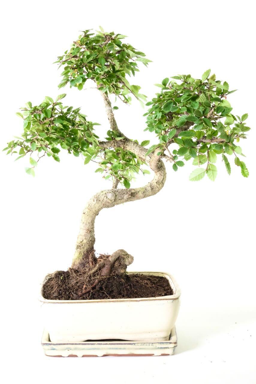 Unique Ulmus parvifolia Chinese Elm Beginners Indoor Bonsai