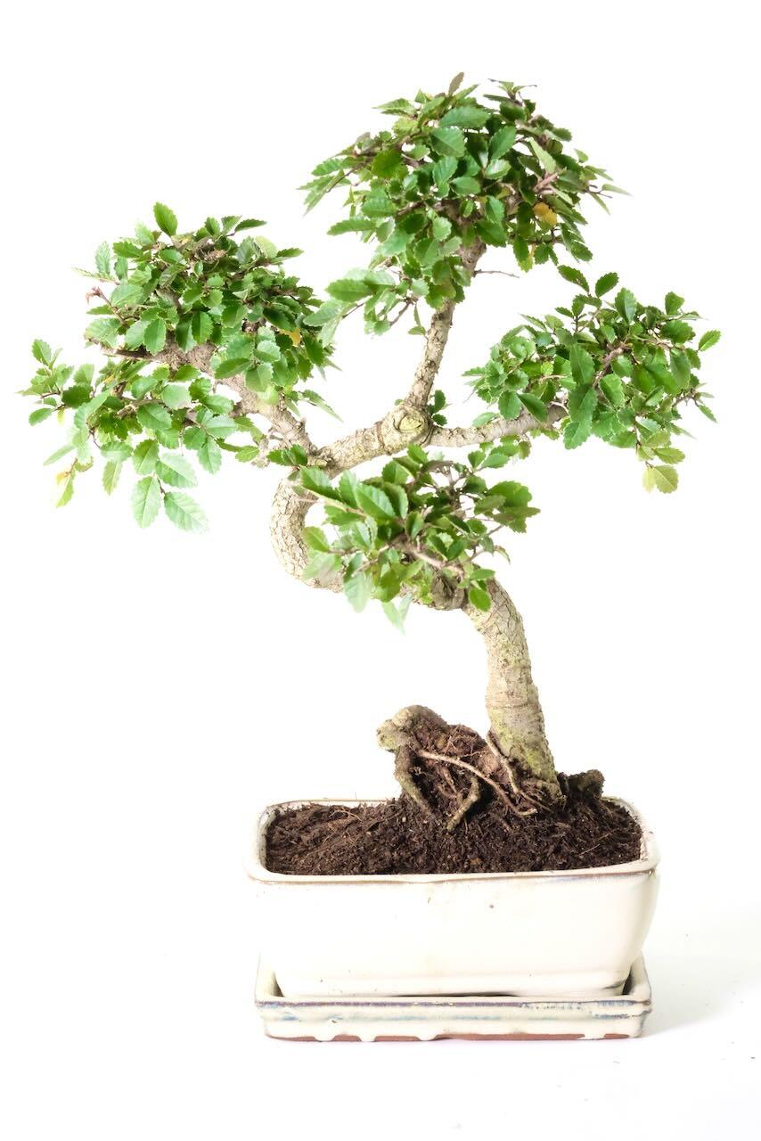 Twisty Ulmus parvifolia Chinese Elm Beginners Indoor Bonsai | Flaky Bark | BLACK FRIDAY BARGAIN