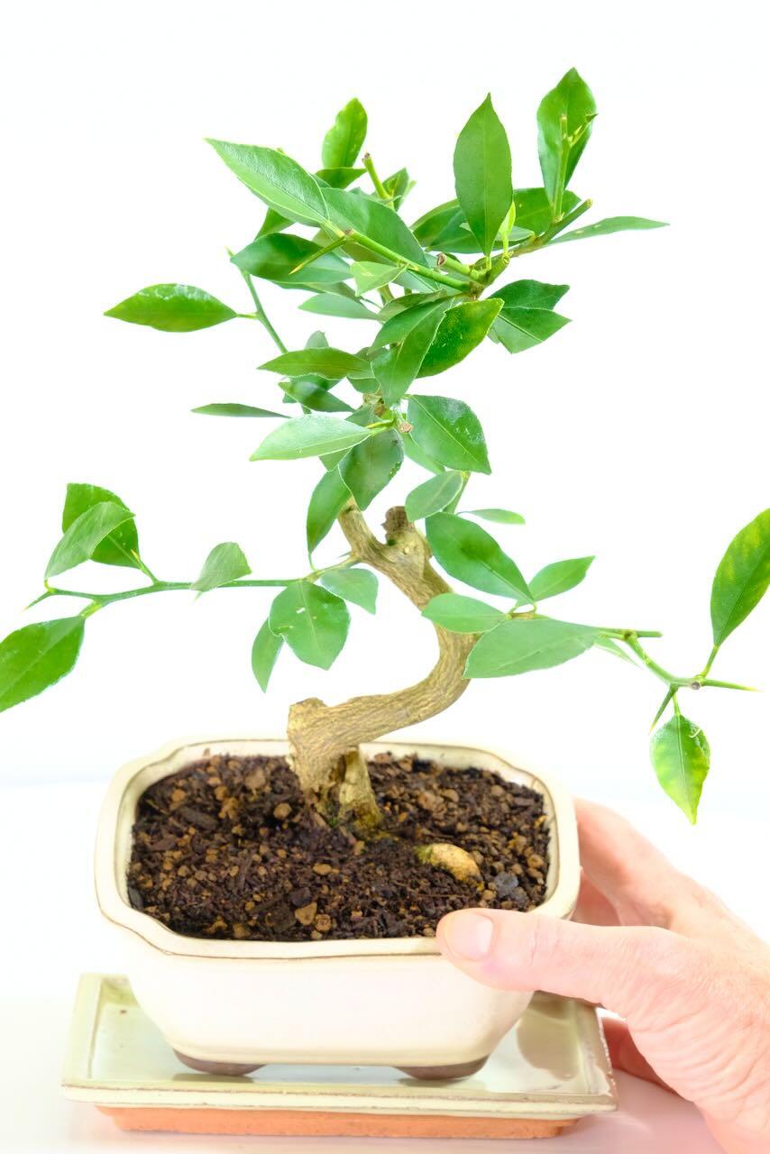 Citrus Limonquat - Lemon Bonsai – 10 Years Old