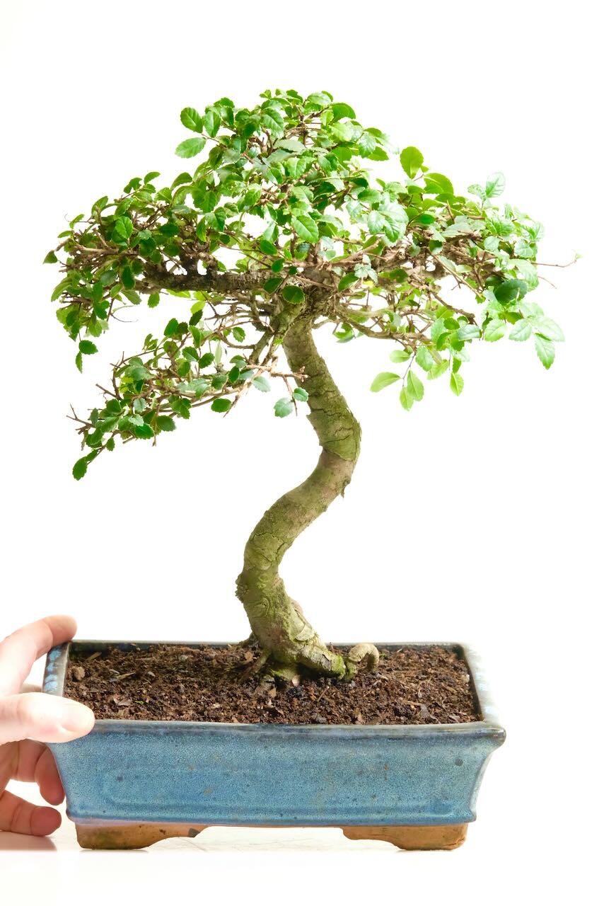 Artistic Ulmus parvifolia bonsai tree