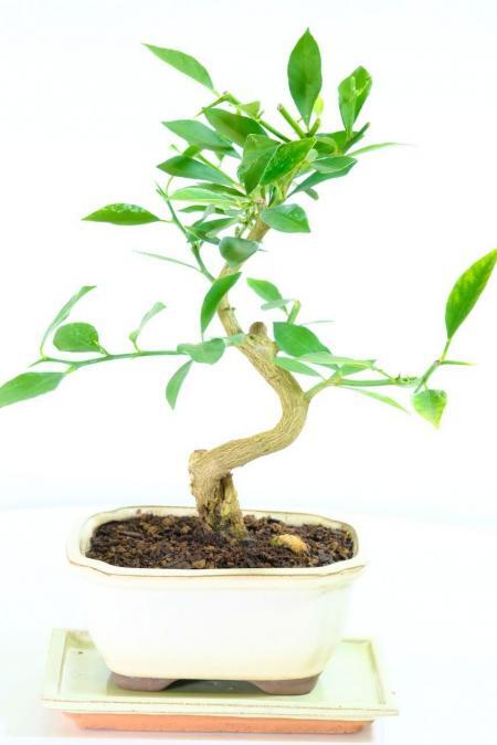 Twisty Lemon Bonsai Tree | Mediterranean Citrus Limonquat