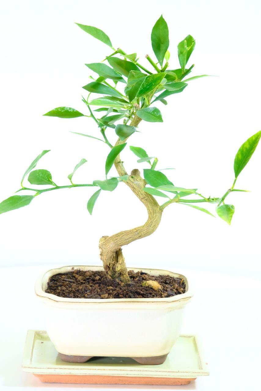 Twisty Lemon Bonsai Tree | Mediterranean Citrus Limonquat