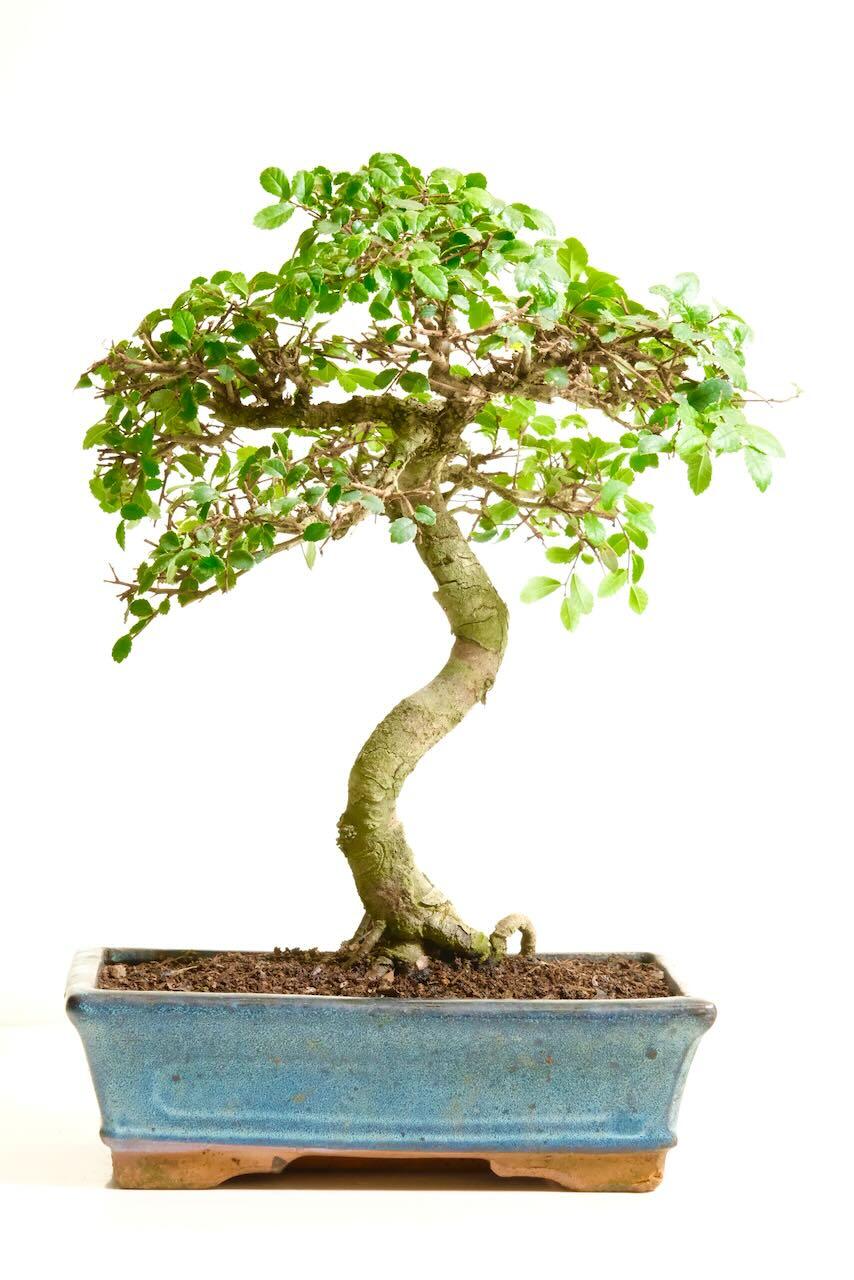 Artistic Chinese Elm Indoor Bonsai with Characteristic Trunk | BLACK FRIDAY BONSAI BARGAIN