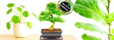 Black Friday Bonsai tree sale - Bargains