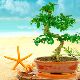 What should I do with my bonsai tree when I go on holiday?