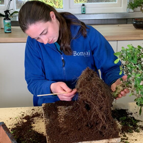 Repotting your bonsai tree guides