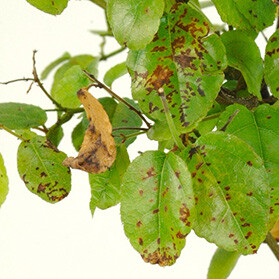 Bonsai trouble shooting