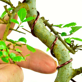 bonsai tree wiring articles and guides