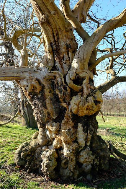 Impressive gnarly trunk