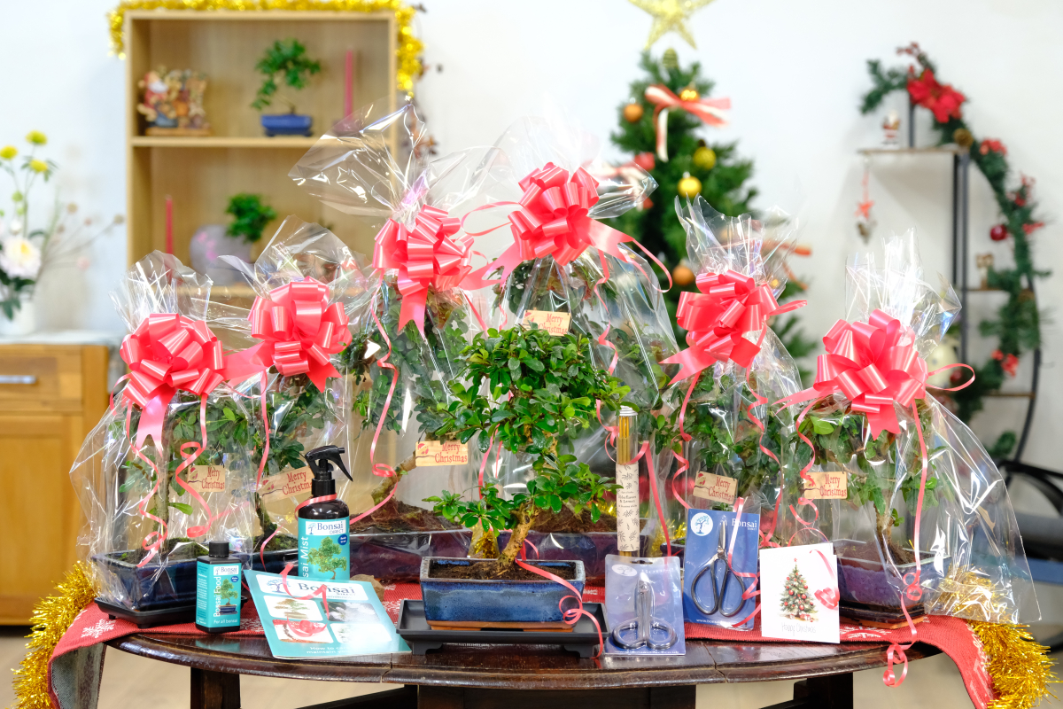 Bonsai gifts for Christmas