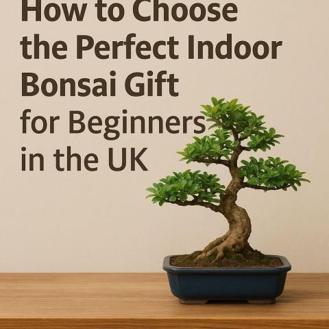 How to Choose the Perfect Indoor Bonsai Gift for Beginners in the UK