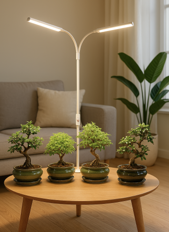 You can successfully grow indoor bonsai trees beneath a grow light