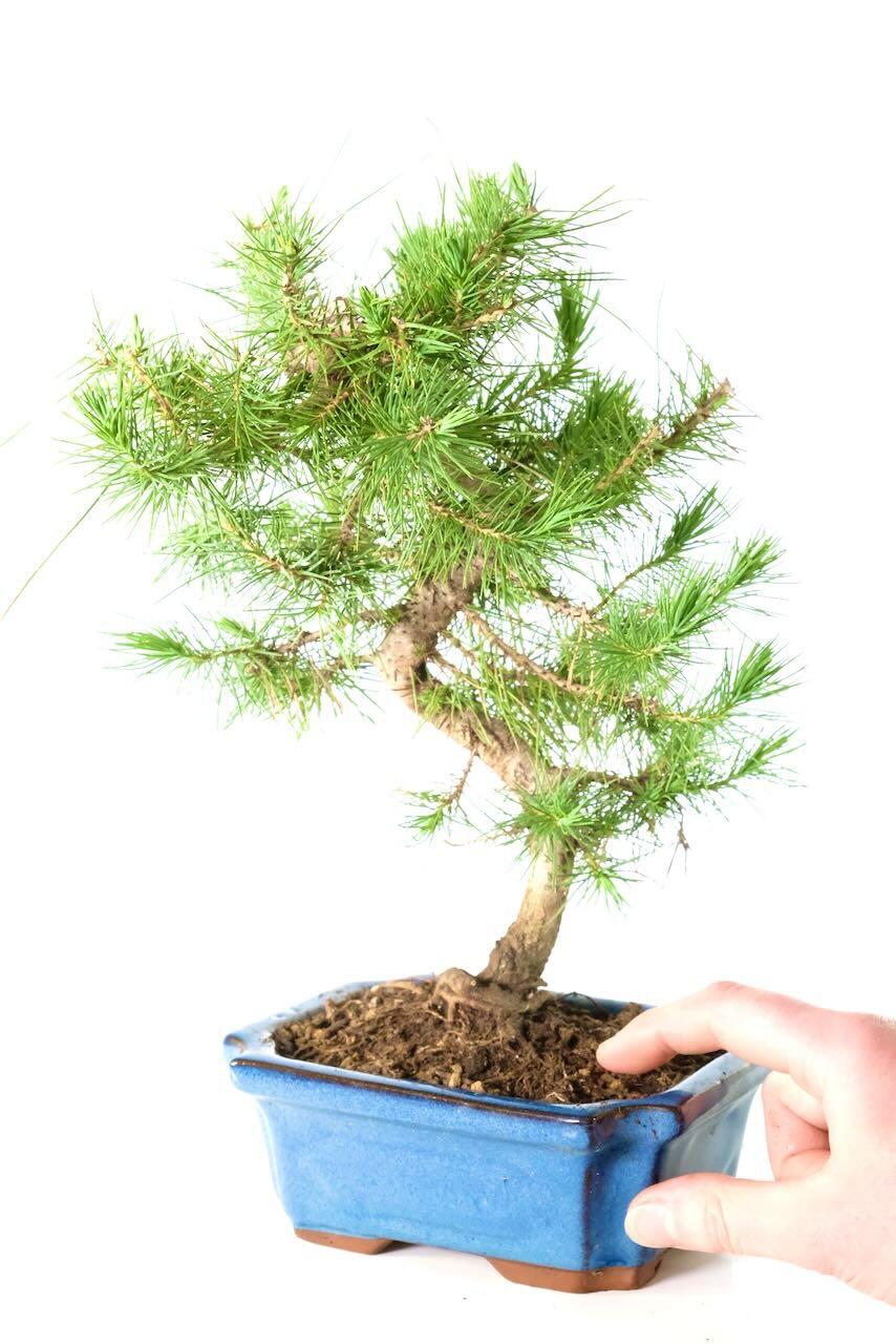 Pretty fresh pine fragrance when this bonsai is pruned