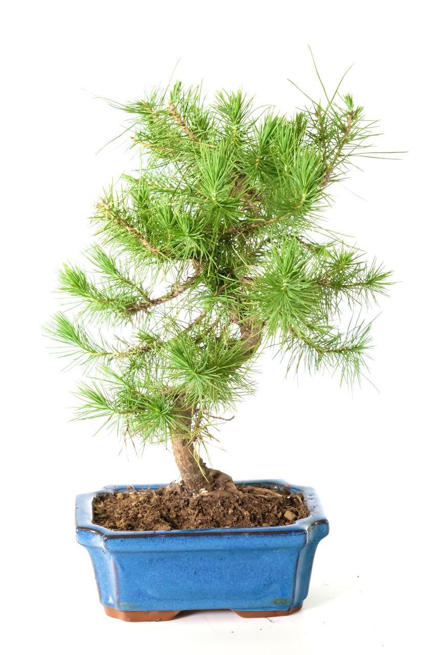 Evergreen Aleppo Pine bonsai tree in tasteful glazed blue ceramic pot. A strong, pretty 9 year old bonsai with beautiful 'candles' of new needles.
