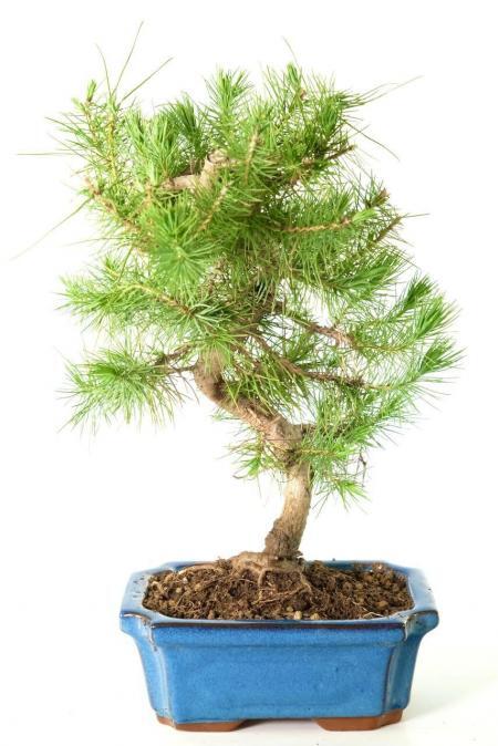 Stunning Hardy Evergreen Mediterranean Aleppo Pine Bonsai in Tasteful Blue Pot