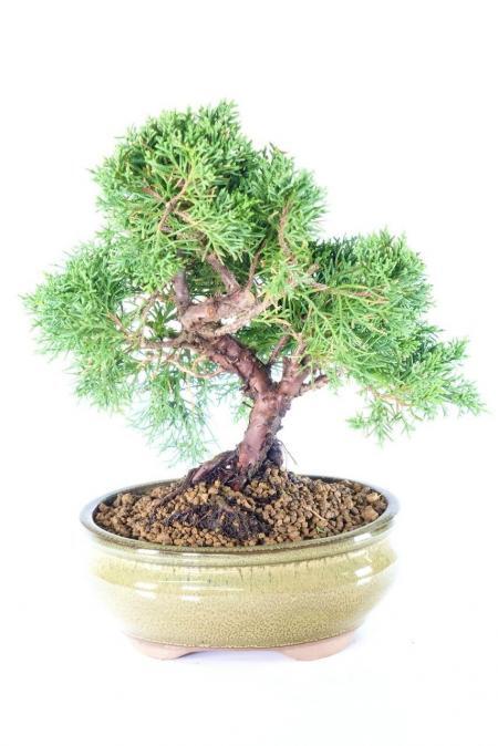 Dwarf Chinese Juniper Shohin Evergreen Bonsai in Natural Green Pot