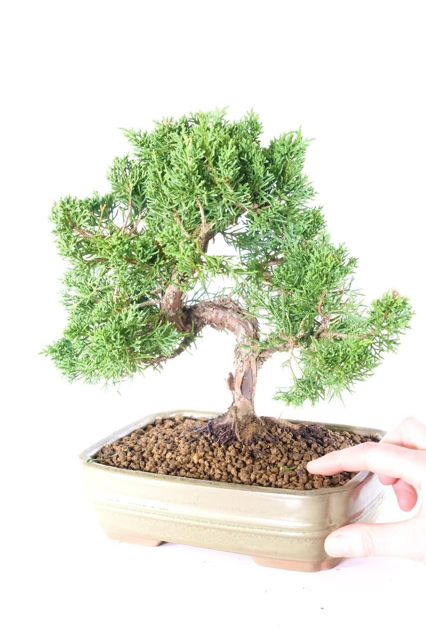 Chinese juniper hardy evergreen bonsai with easy care for sale