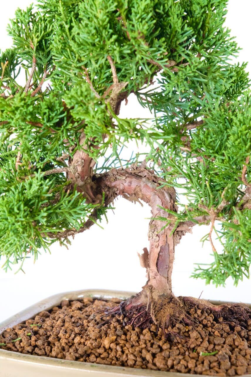 Sublime trunk of this Chinese juniper for beginners