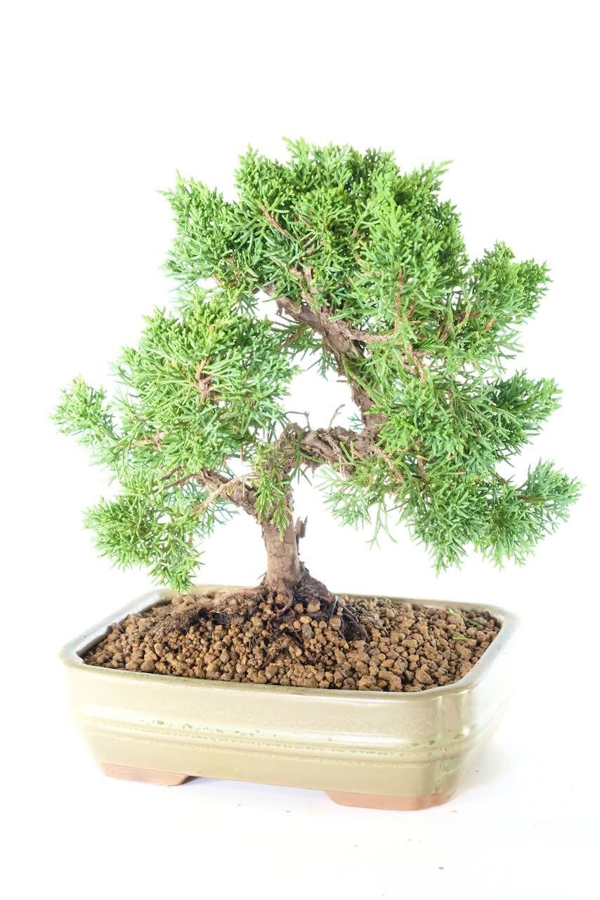 15-Year-Old Evergreen Juniper Bonsai for Beginners | A Tree of Strength and Character