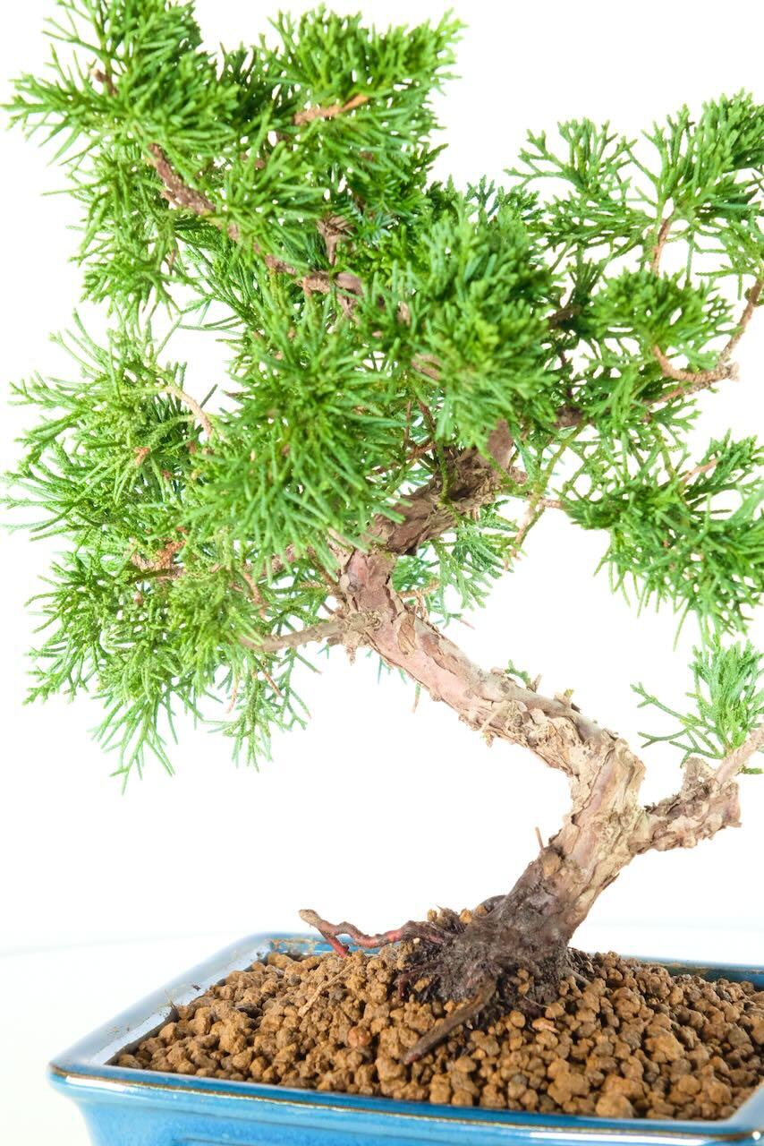 Karate kid bonsai for sale - evergreen hardy juniper tree