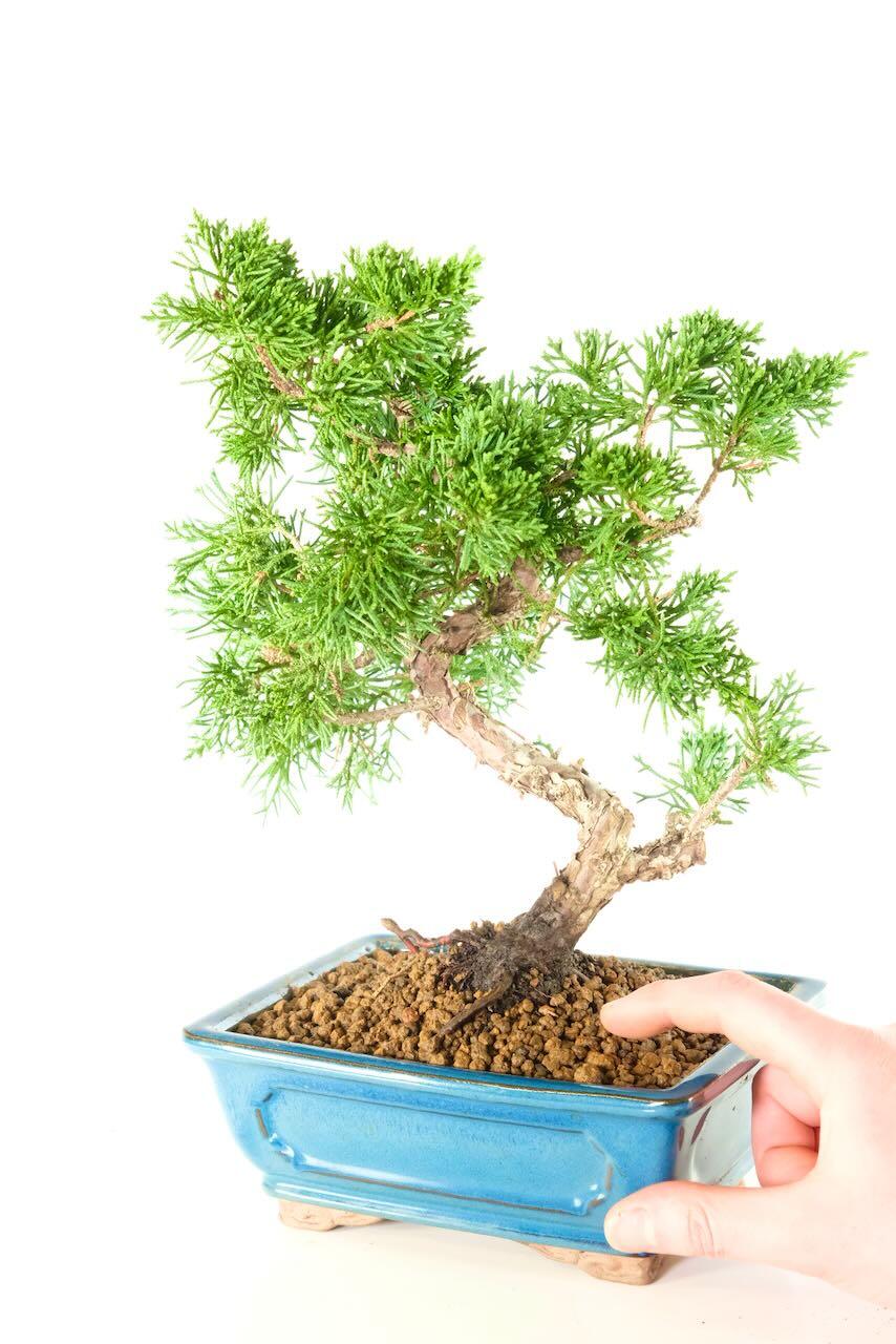 14-Year-Old Chinese Juniper Bonsai — The Timeless Beginner’s Choice