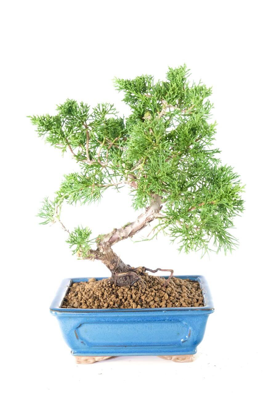 The Karate Kid Bonsai | 14-Year-Old Chinese Juniper Tree