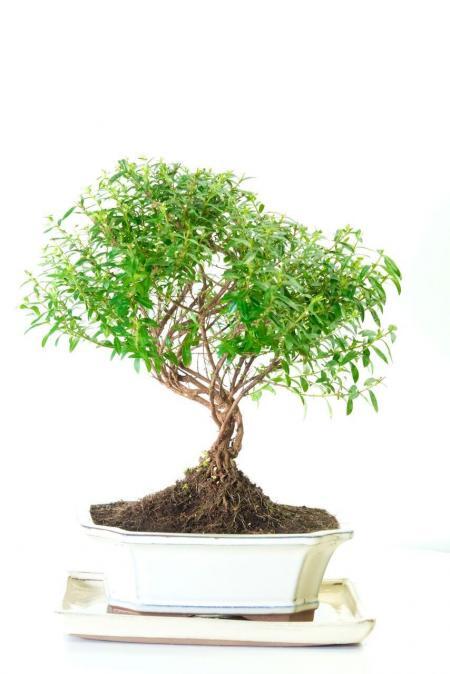 Sensational Purple Blossom (Cuphea) Indoor Bonsai with Gorgeous Purple Flowers