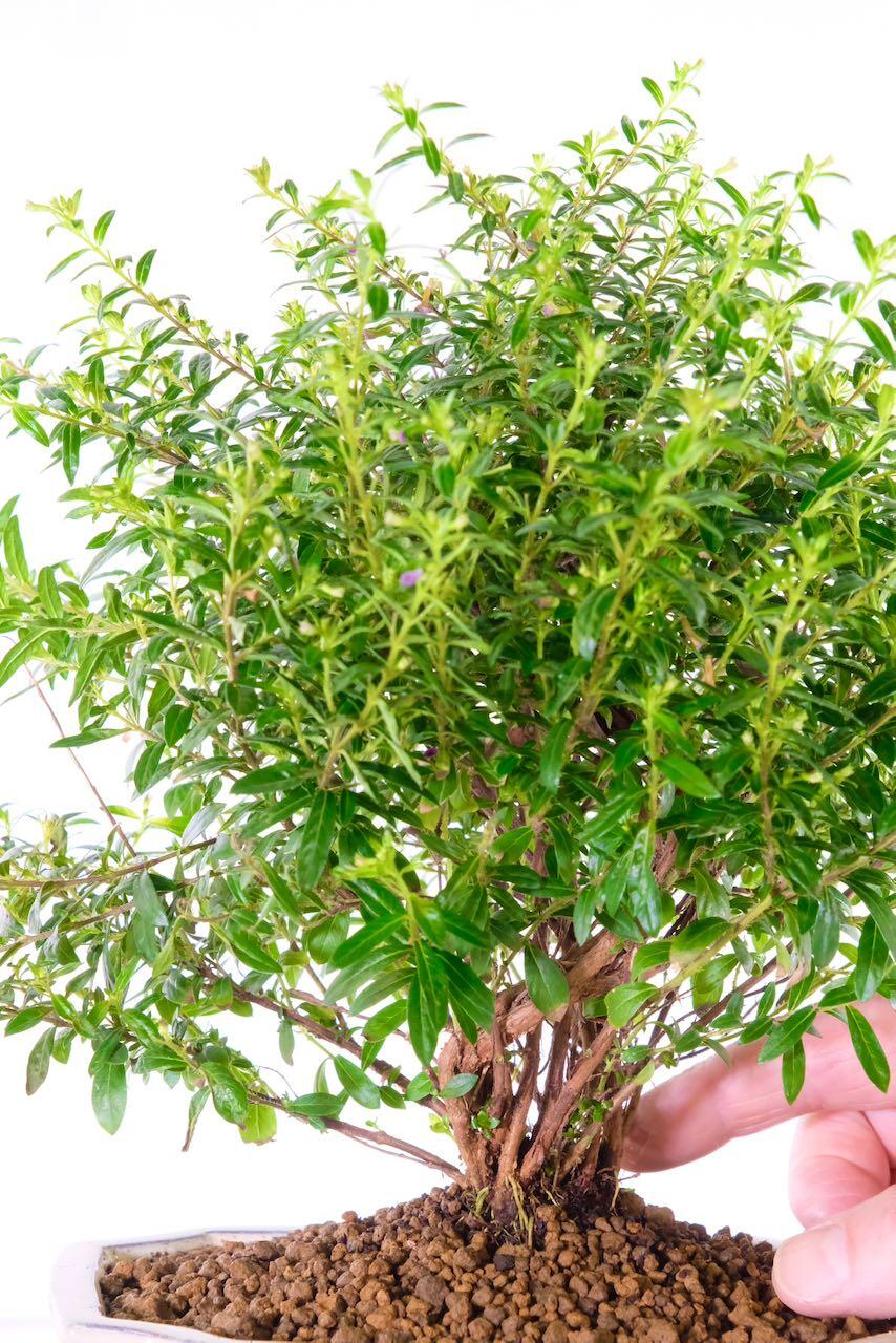 Premium range bonsai tree for sale