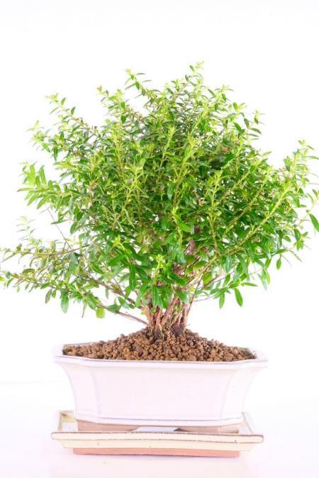 Flowering purple bloom bonsai