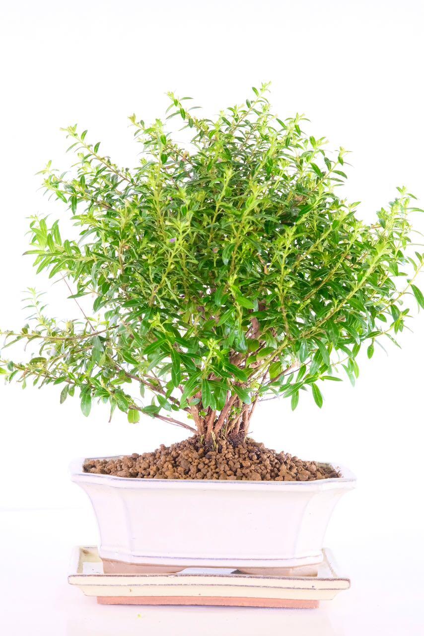 Flowering purple bloom bonsai