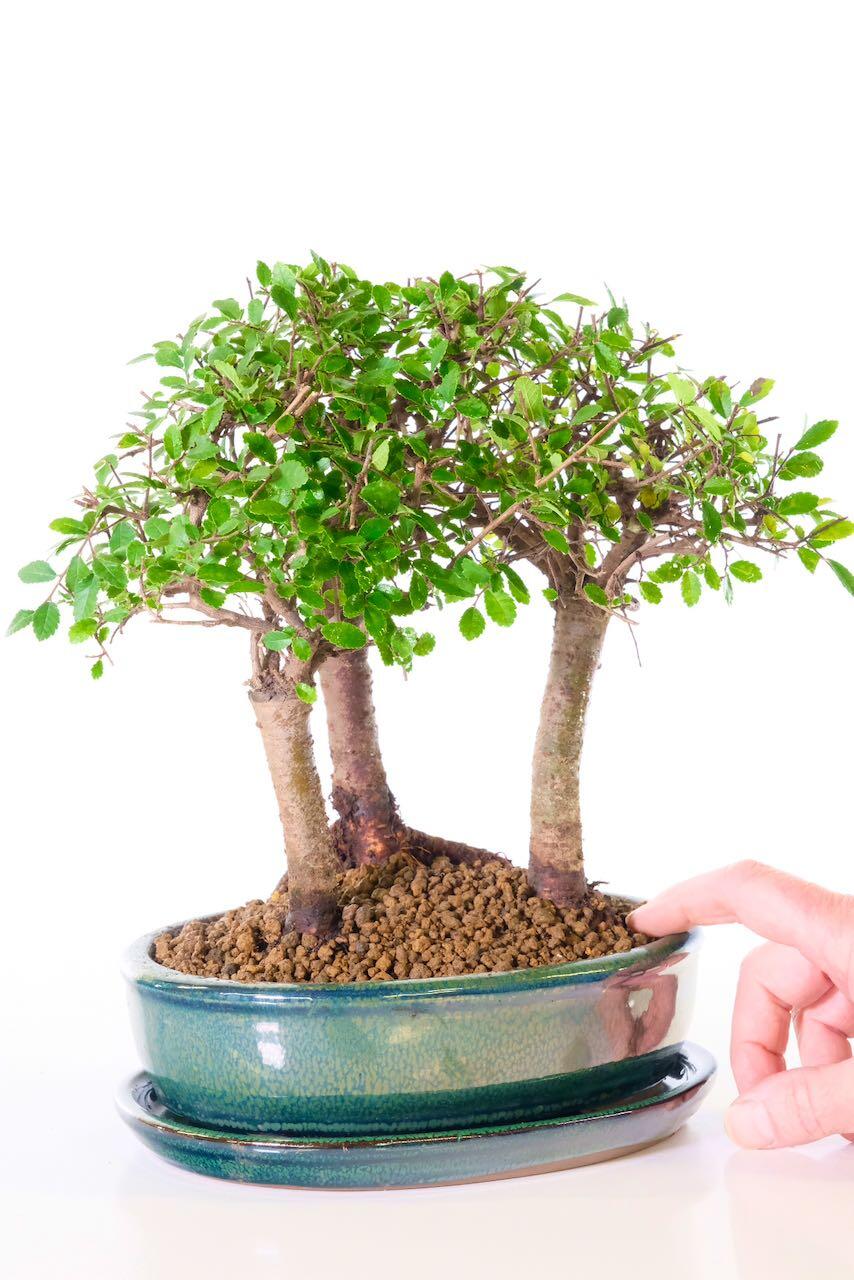 Beginners bonsai favourite