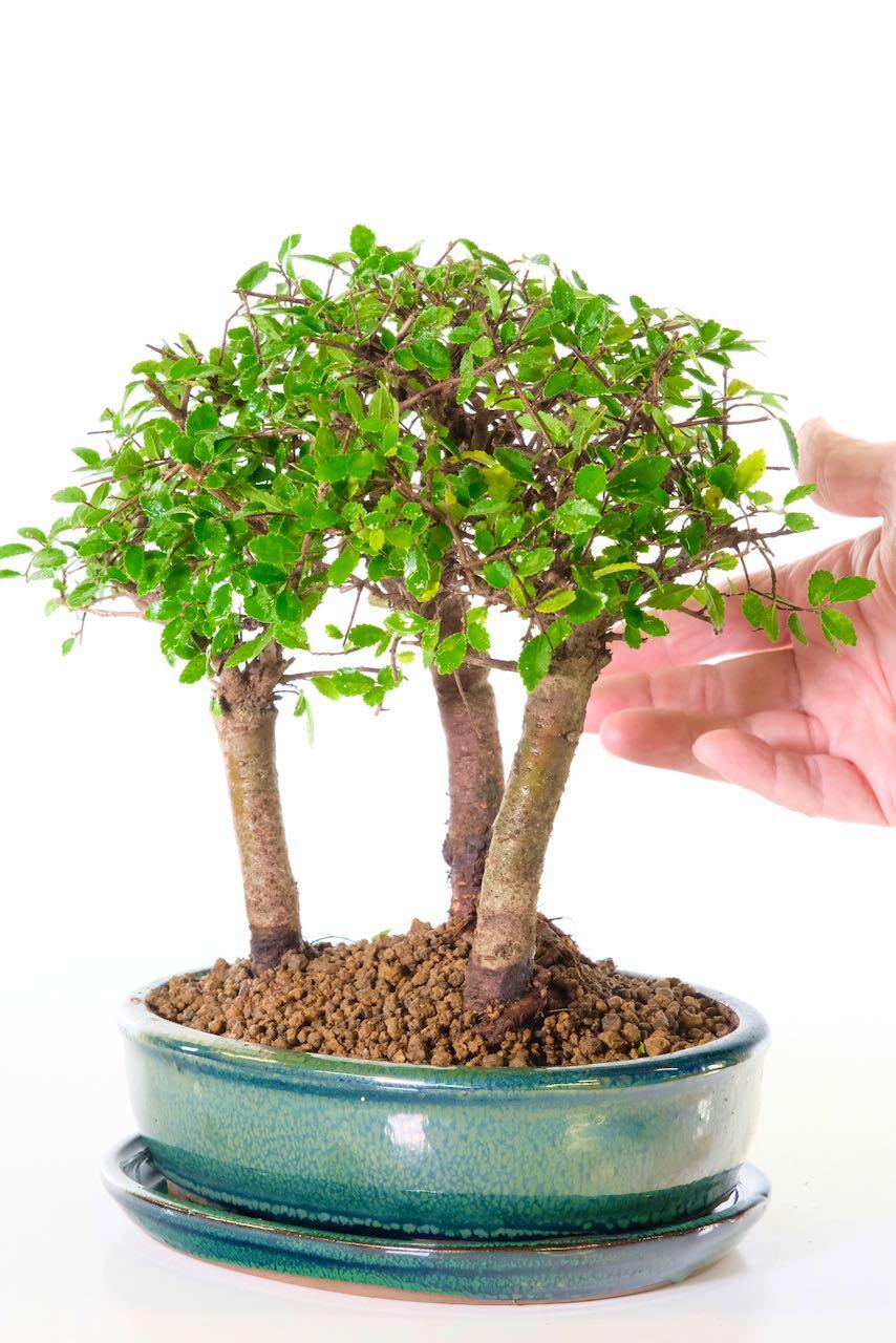 Very easy care bonsai for sale