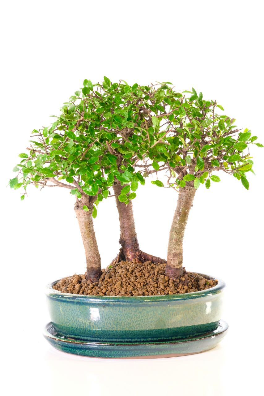 Triple Chinese Elm bonsai tree forest