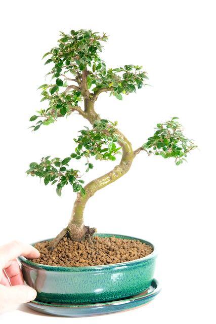 Elegant Twisty Chinese Elm bonsai tree for sale