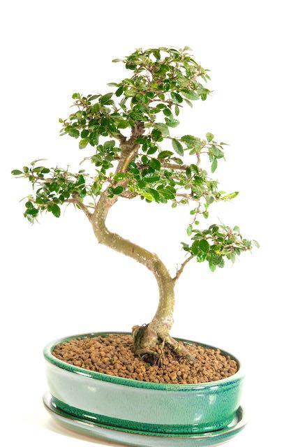 Ulmus parvifolia bonsai in forest green pot
