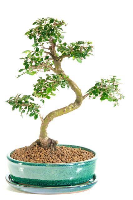 Lovely exposed roots and artistic appeal