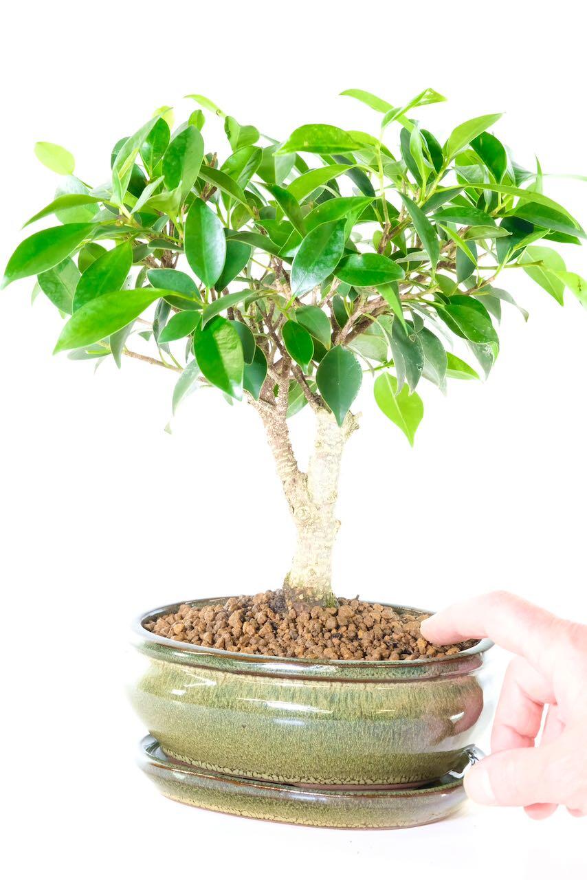 Gorgeous glossy green leaves