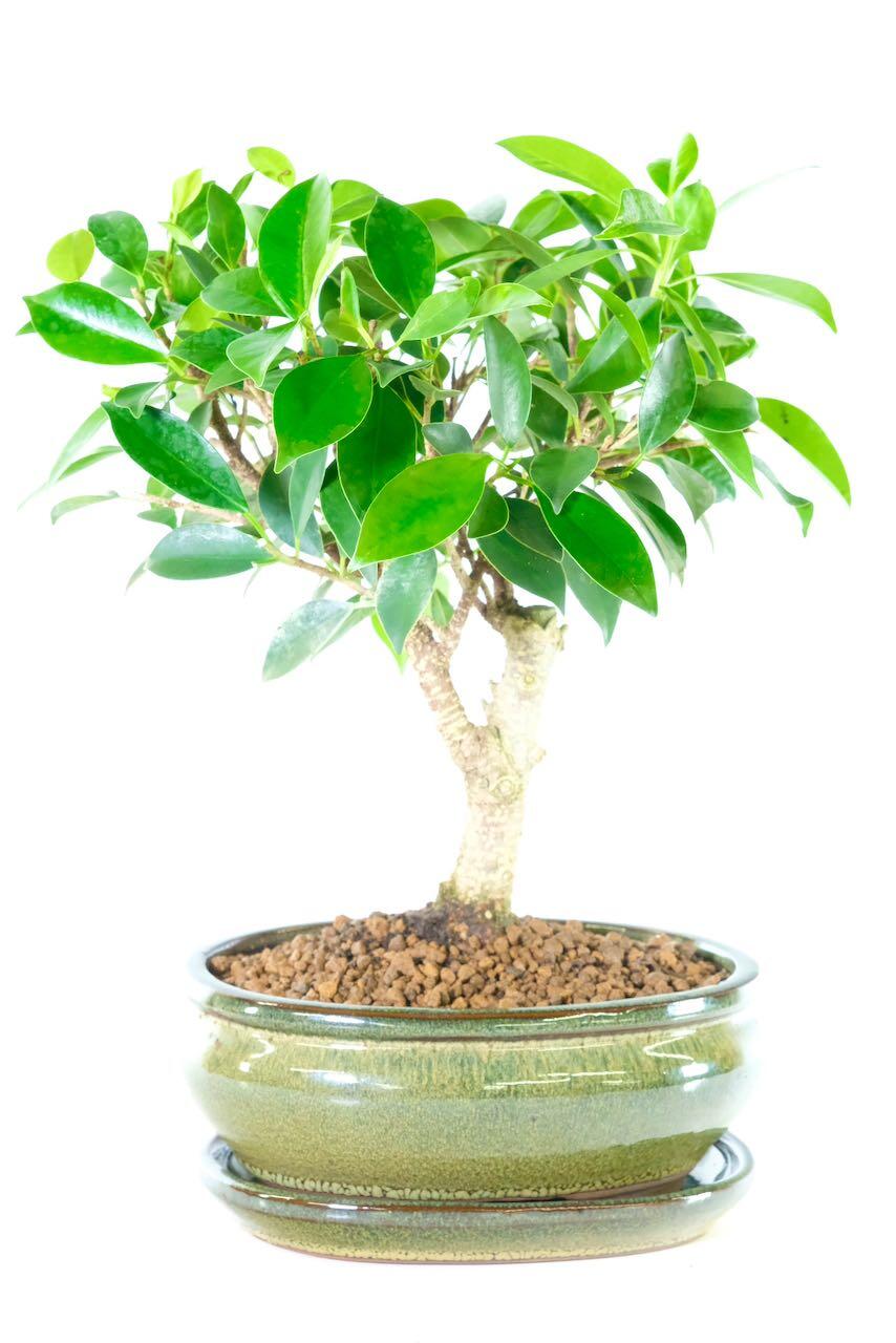 Dwarf ficus indoor bonsai for sale