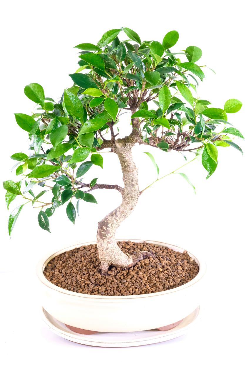 Potted into a top-quality bonsai pot with matching humidity tray