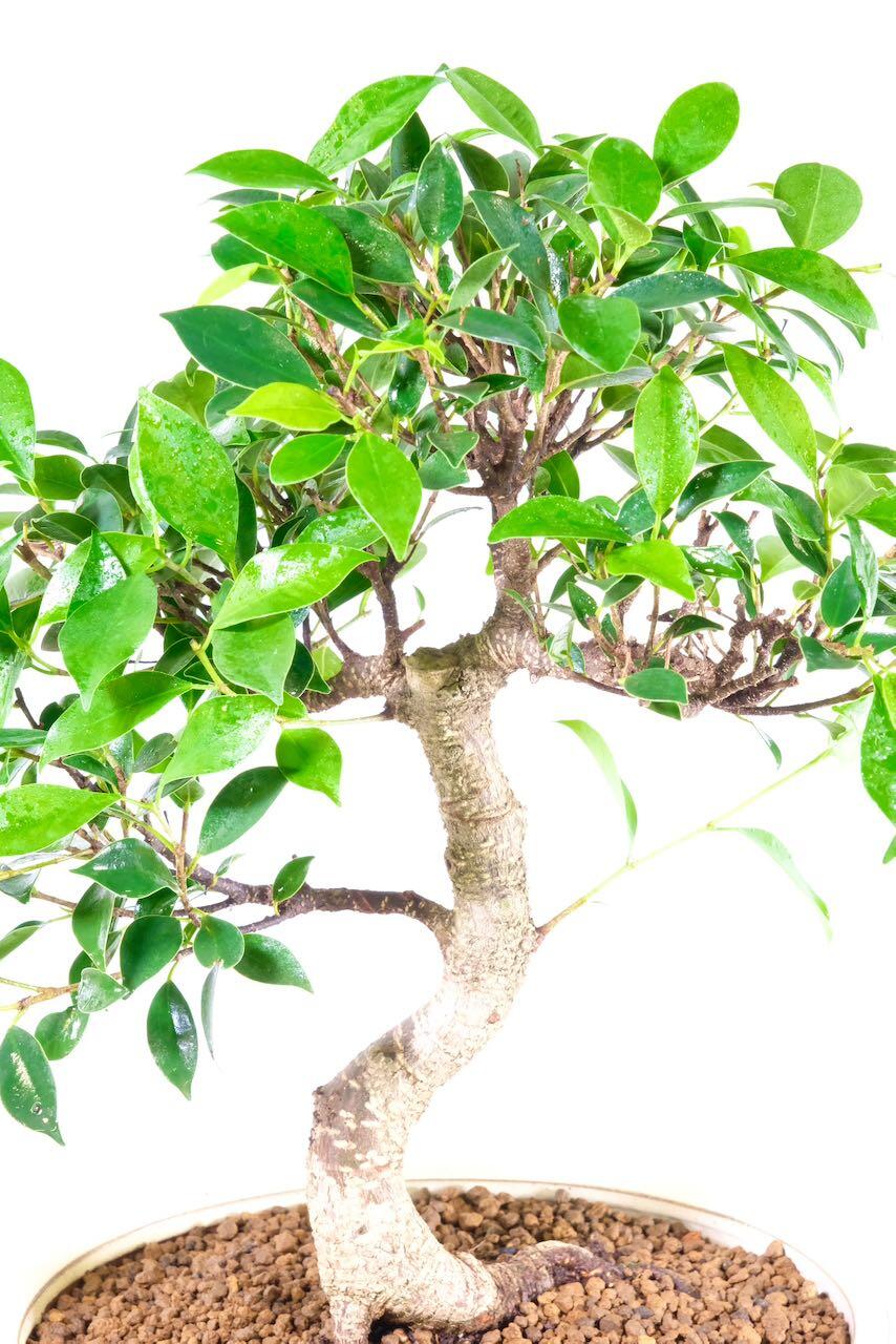 Beginners indoor bonsai UK