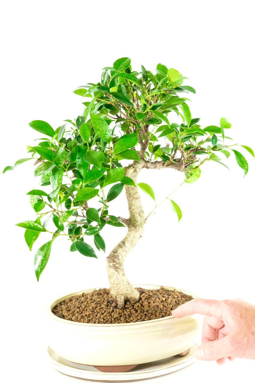 Very easy care bonsai variety for sale