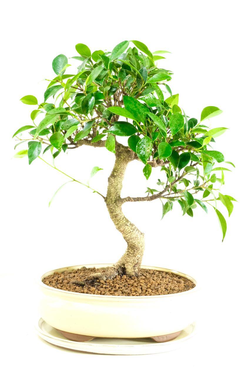 Spectacular large Ficus bonsai tree