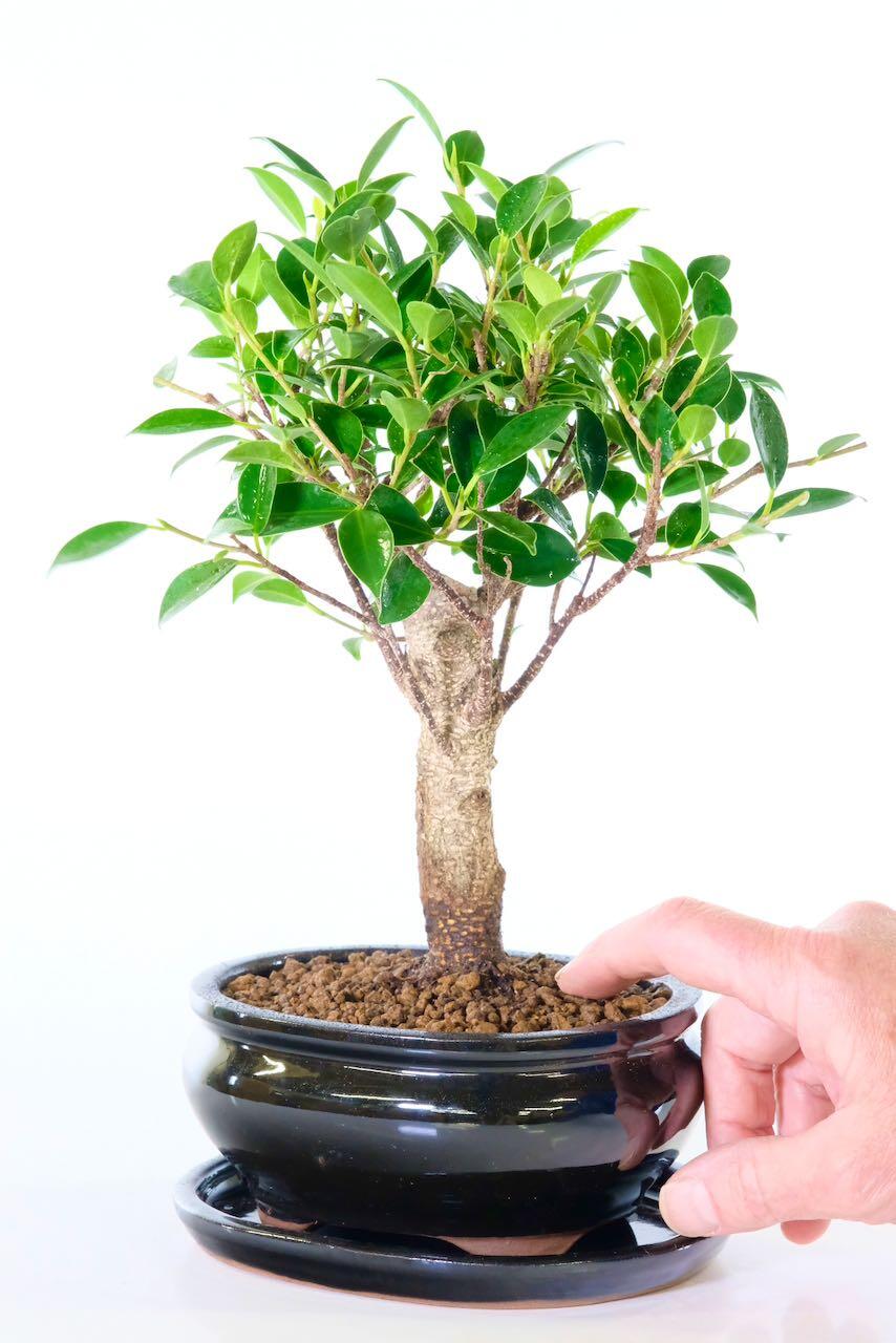 Potted into a sleek black bonsai pot with matching drip tray