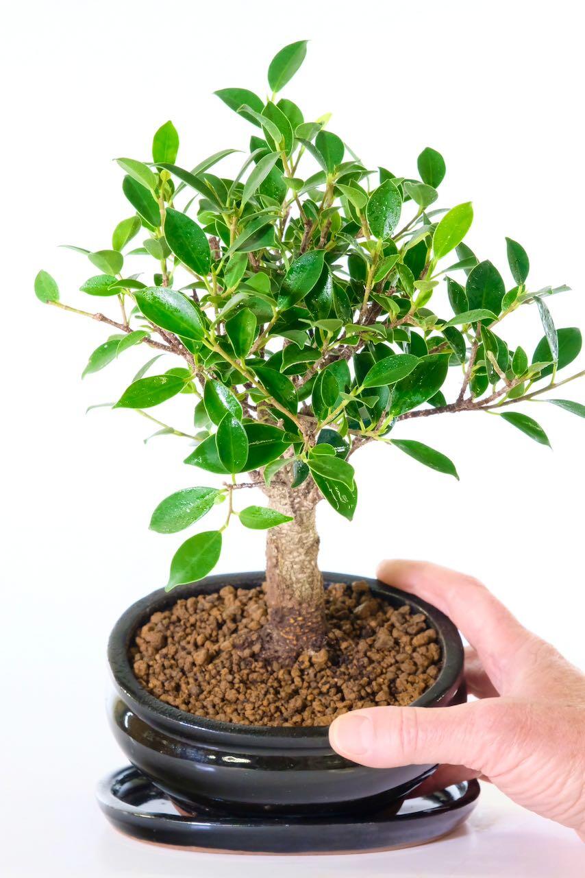 Upright Ficus retusa bonsai tree for beginners