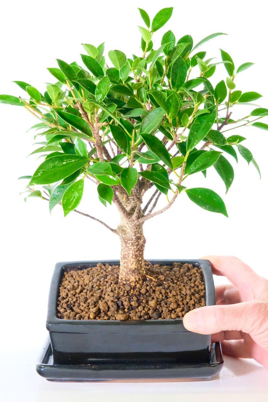 Pretty bonsai colourings and matching drip tray