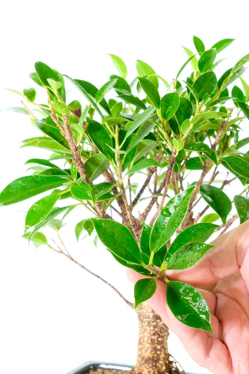 Large glossy green leaves