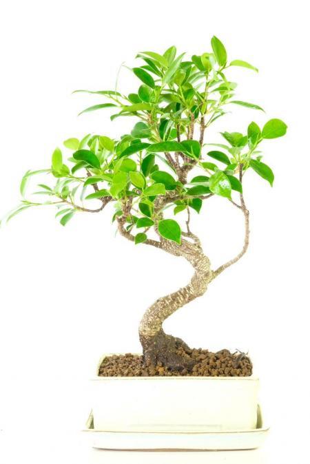 Very easy care Ficus bonsai tree for sale