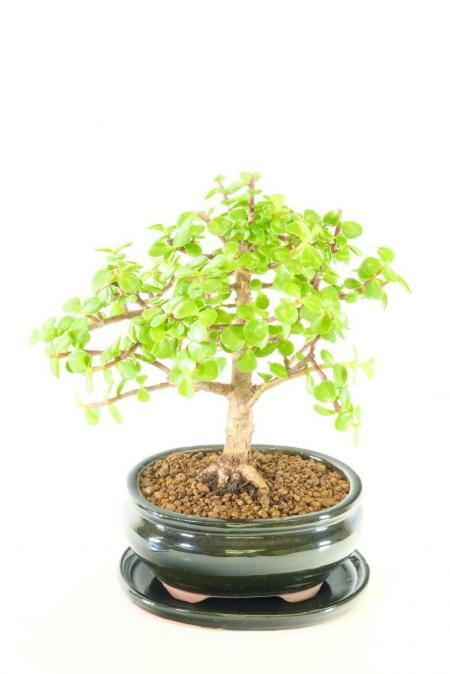 Supreme Jade Bonsai - Money Tree Bonsai - Good Luck & Prosperity