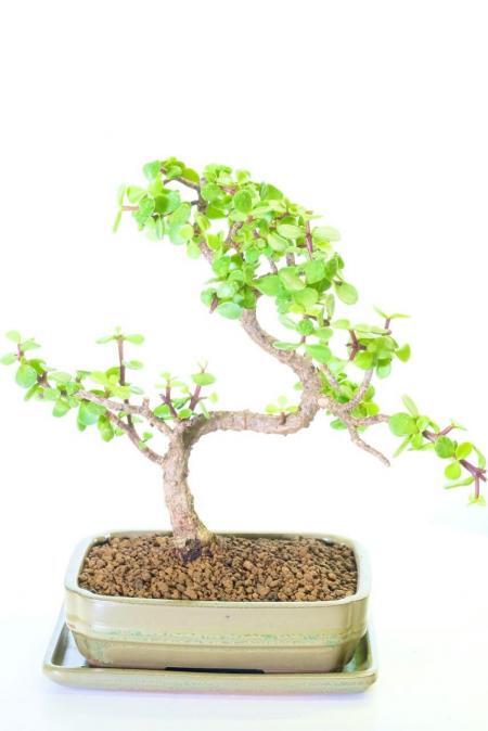 Captivating Portulacaria Afra Bonsai with Exquisite Design