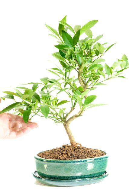 Lemon bonsai tree UK